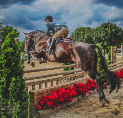 Carolina Schooling Series